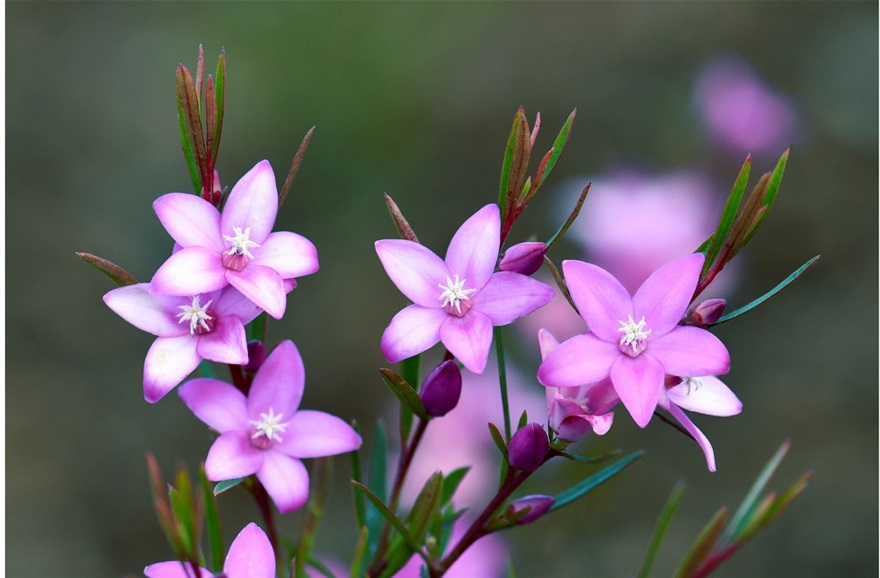 Crowea exalata plant.jpg