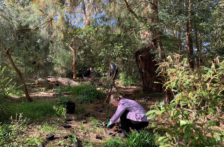 Bushcare volunteer.jpg