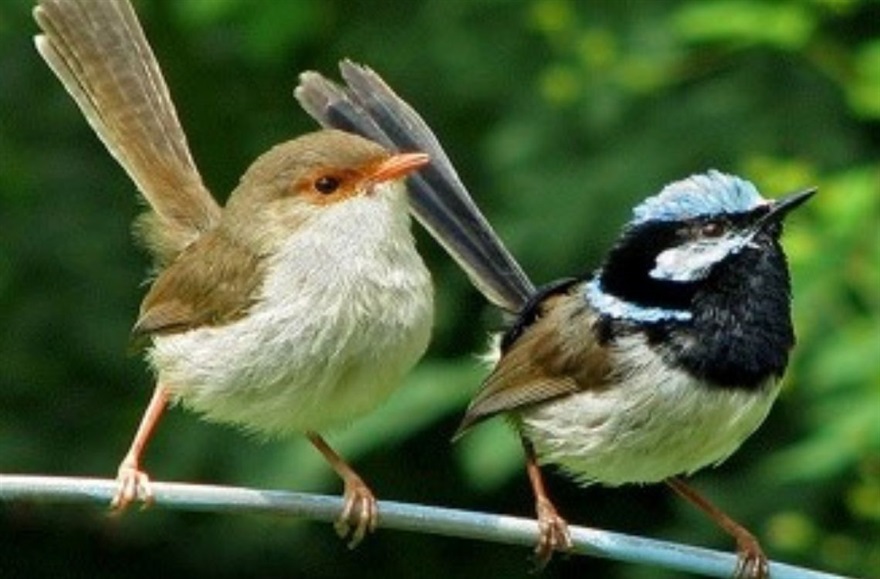 Small birds sitting on a branch.jpg