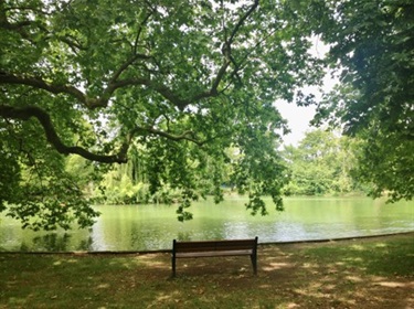 Photo shows a small public seating bench situated beside a river. Above the bench, there are large tree branches leaning in from the left side of frame. In the background is a large river backed by lots of vegetation.