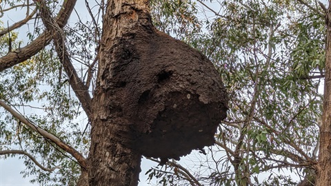Large beehive in tree