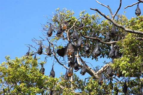 Flying foxes hanging from tree