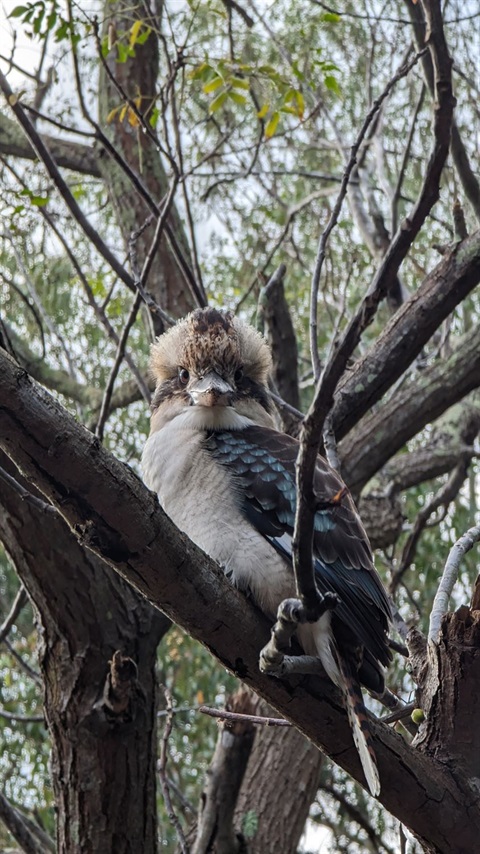 Kookaburra in tree at Buffalo Creek Reserve