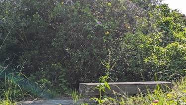 Photo is of a wooden rectangular bench that sides off to the side of the walking trail. The bench is situated in the bottom right corner of the frame and behind the bench is very dense vegetation. There are a few pink flowers within the vegetation behind the bench and the sun is streaming in from the right hand side of the frame.