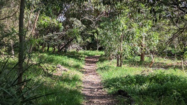 Photo is of trail opening as seen when entering from Punt Road Gladesville. The trail is dirt and grass and it is flanked on either side by lush healthy grass and trees. The sun is very bright and the bush floor is charmingly illuminated with sunlight and shadows cast. The trail continues on until it vanishes around to the right hand side of the frame.