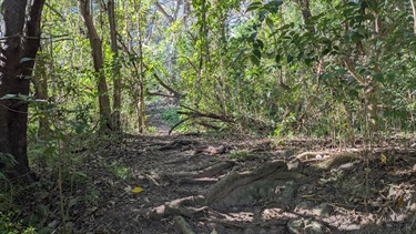 A dirt bushwalking trail that leads underneath a dense tree canopy, large exposed tree roots and fallen tree trunks. Heading uphill.