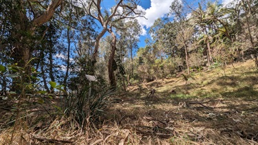 Deeper within Ferdinand Street reserve you can find small tree clearings that have extensive low lying vegetation growth as well as many fallen leaves and large fallen tree trunks hosting native wildlife.