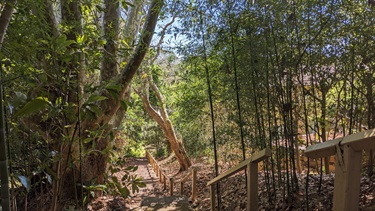 Steps that greet you immediately upon entering the reserve, heavily shaded by trees and extending downwards for a distance