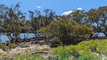 Ferdinand Reserve has a few lovely mangrove trees thriving by the shoreline