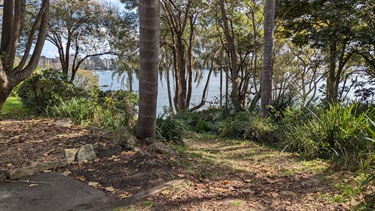 Photo is of a small dirt pathway that leads further down into Fern Rd Reserve. There are a number of slender palm tree trunks in the middle of the frame, in the fore and mid grounds. There are also several other trees with divergent trunks. Surrounding the trees are lush fern bushes aswell as lots of fallen leaves charmingly strewn over the bushfloor. The water can be observed through the trees and is bright and inviting thanks to the bright sunlight.