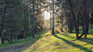 Photo shows the grass and tree area that runs between Victoria Road and the reserve playing field.