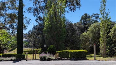 Photo shows the main entrance to Joubert Street Reserve, as accessed via Joubert St. The photo features sundrenched trees and hedges, as well as a few select flowers, all flanking the side of the road. The sky is entirely clear and shining.