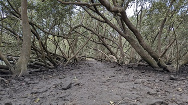 Photo shows a series of mangrove trees which have grown in such a way as to form a very large natural walking corridor. The Mangrove tree trunks grow at steep angles and they interlace to form a canopy over the natural walkway. The ground is very dark and clearly dump and the trail leads all the way to a vanishing point in the centre of the frame, at which point the trail meets the Lane Cove River.