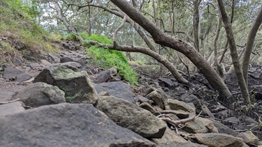 Photo shows the Great North Walk walking trail area that is populated by large sharp rocks, nestled between a grassy incline (on the left of the photo frame) and the mangroves (on the right side of frame). The photo is taken from a low angle and the lower foreground of the frame is occupied by rocks. The path extends up to the left, over the grassy incline.