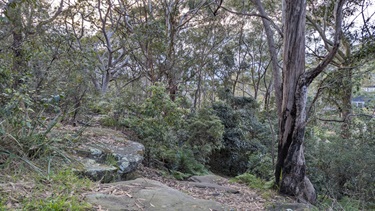 Photo shows the Great North Walk bushland. The bottom half of the frame shows a large number of smooth rocks, overwhich bushwalkers must traverse. The foreground and background are populated by dense bushland.