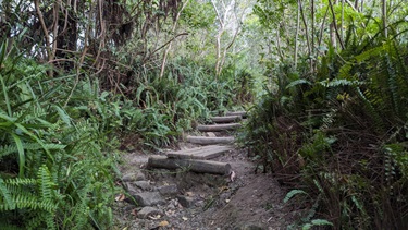 Photo shows the Great North Walk walking trail featuring a series of charming wooden steps, flanked on both the left and right by ferns. The stairs are situated in the middle foreground and extend off to the right, out of site around the ferns. The vegetation is very dense.
