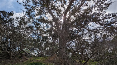 Photo shows a large tree that sits up high on a hill. The photo is taken from a low angle looking upwards, so the sun can be seen filtering through the branches.