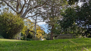 Photo shows a small stone bench that sits deep within Mornington Reserve. The grass is bright green and there are a number of white gum trees, as well as bushes. There is also a yellow petaled tree in the background.
