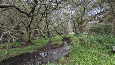 Photo shows some of the extensive mangrove wetland environment that makes Riverglade Reserve such a critical environment for our native wildlife. The grove extends for up to a hundred meters in frame and eventually it becomes obscured by distance.