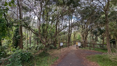 Shows the access bridge that leads from Manning Road into Riverglade reserve. Bridge is flanked by tall trees which host a large colony of flying foxes.