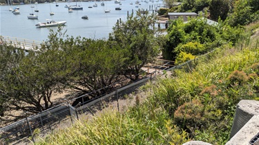 Photo shows the pathway that connects the Woolwich Rd steps further down towards the water access. The foreground shows a drop off that is populated by thriving plants. Behind the drop off are the mangrove trees and behind them is the water filled with sailing boats.