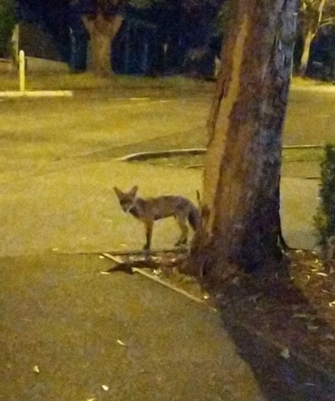 Fox on Gladesville Road.jpg