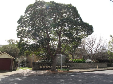Large leafy tree on footpath of public street