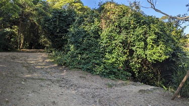 A small trail, running uphill, leading into the thicket of trees