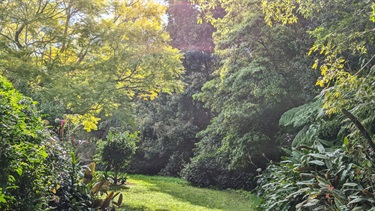 Grass pathway flanked by flower and hedges, sunlight filtering through a tree within the foreground