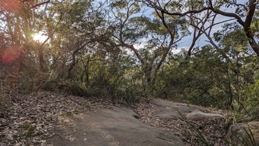 Photo shows the Great North Walk walking trail. The foreground of the photo is populated by smooth rocks that are partially covered in leaves. The sun is breaking through the trees and casting light/shadows across the bushfloor. The sky is visible and is mostly clear.