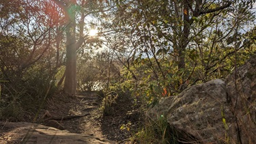 Photo shows the Great North Walk bathed in morning sunlight. The sun is breaking through the trees which gives the entire composition a warm glow. The Lane Cove River is just barely visible through the bushland. To the left and right of the frame are rocks and the foreground contains a large gumtree and unmarked walking trail.