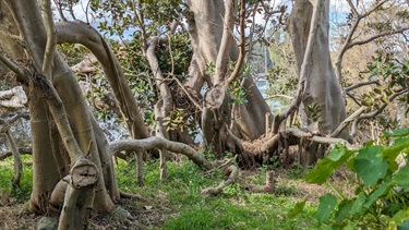 Mornington Reserve has a few lovely mangrove trees, growing up above the waterline. The trees are surrounded by bright green grass as well as some other assorted vegetation. The roots of the mangrove are entwined around one-another.