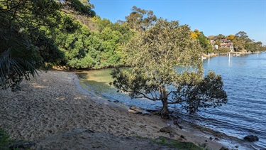 A beach that is nestled in a small well shaded cove, featuring a single mangrove tree growing within the shallow water