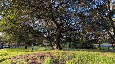 Photo shows Joubert Street Reserve grounds. The grass is bathed in evening sunlight and there is a very large central tree situated in the centre of the frame. To the left of the frame is a grass area that is dotted with trees. The right of frame shows Burns Bay Road. The background is of the grass that extends all the way down to the rear of the reserve.