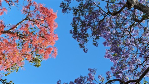 Jacaranda-and-Flame-Tree.jpg